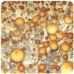Псилоцибиновые (галлюциногенные)  грибы Psilocybin "Golden Teacher" в Ядрине