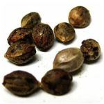Семена марихуаны АК-47  (Seeds AK-47) в Ядрине